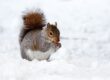 snow, animal, squirrel-17854.jpg