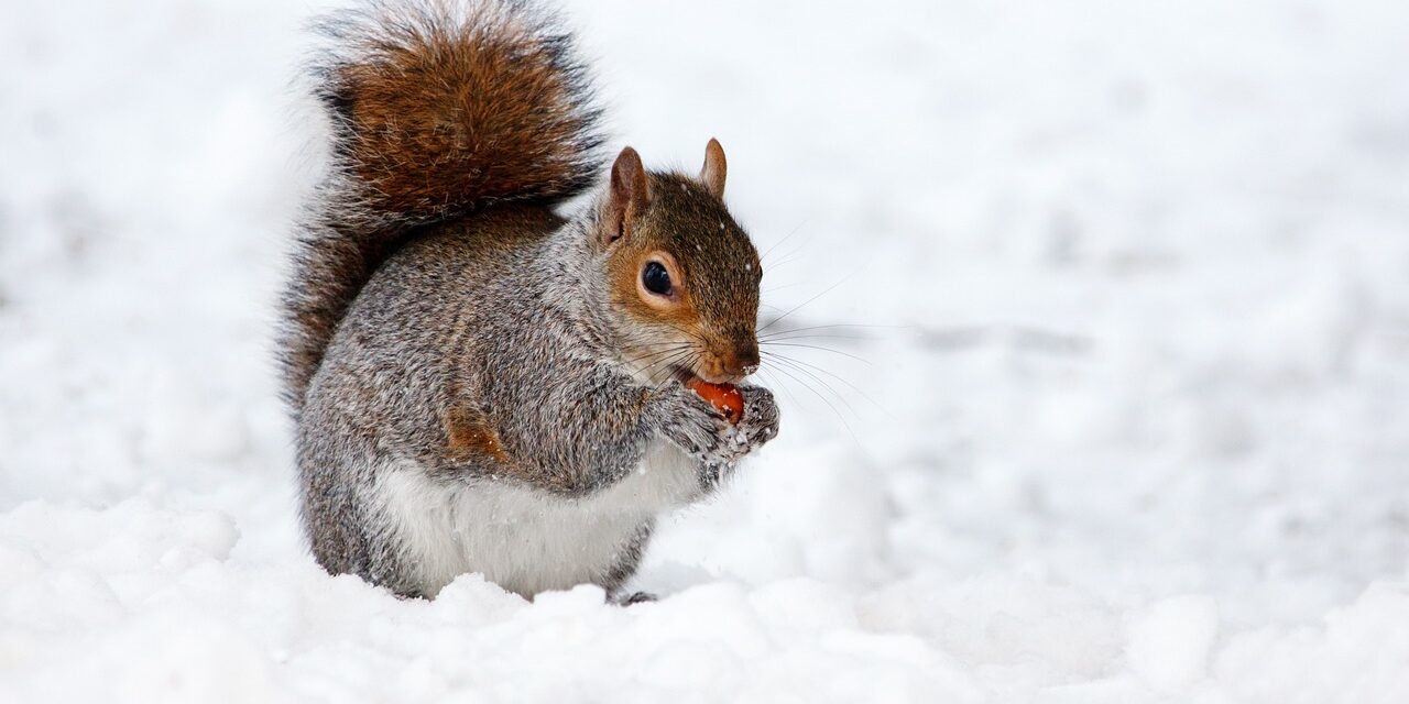 snow-animal-squirrel-17854 snow, animal, squirrel-17854.jpg