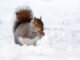 snow, animal, squirrel-17854.jpg